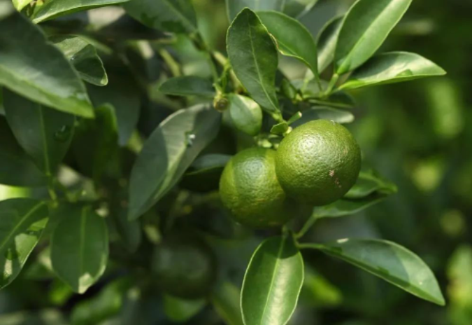 苦橙葉 Citrus aurantium bigarade