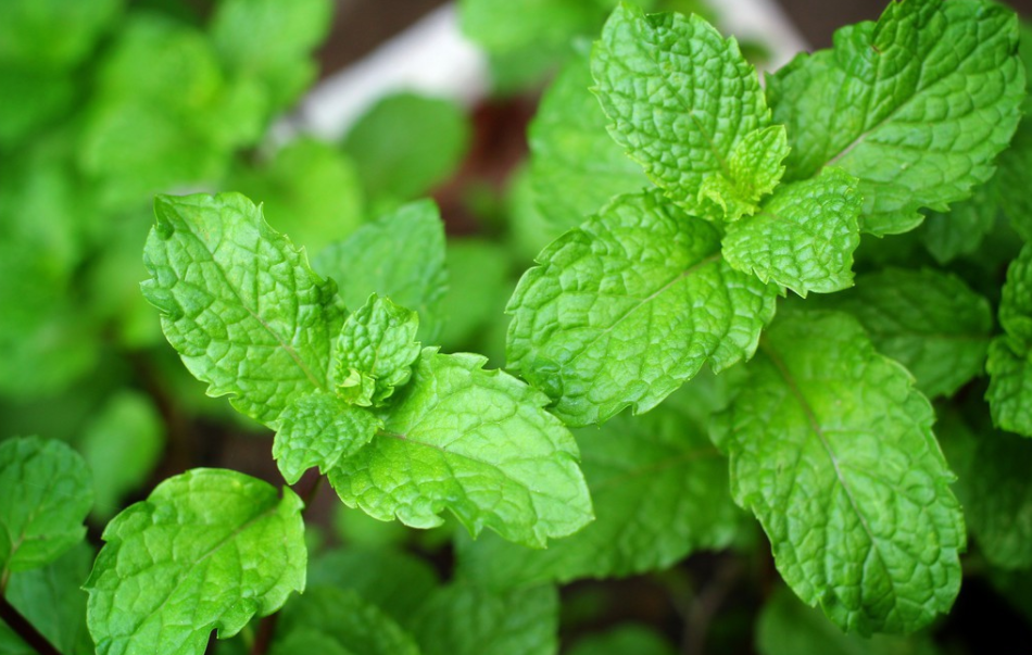 椒樣薄荷 Mentha piperita