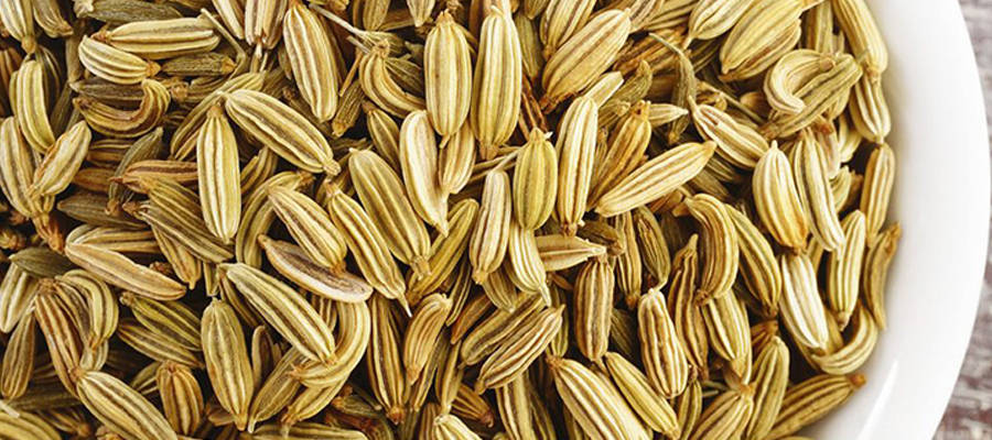 甜茴香 Foeniculum vulgare