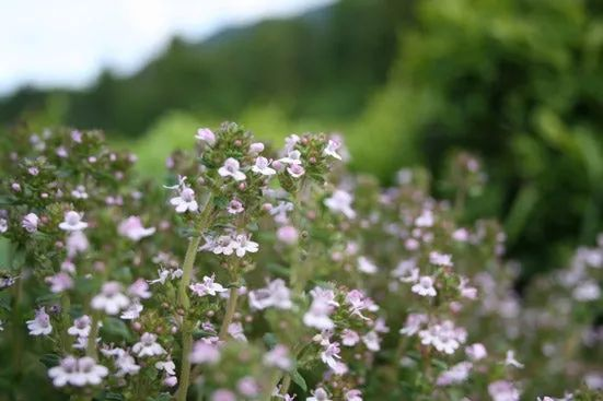 百里酚百里香 Thymus vulgaris ct. thymol