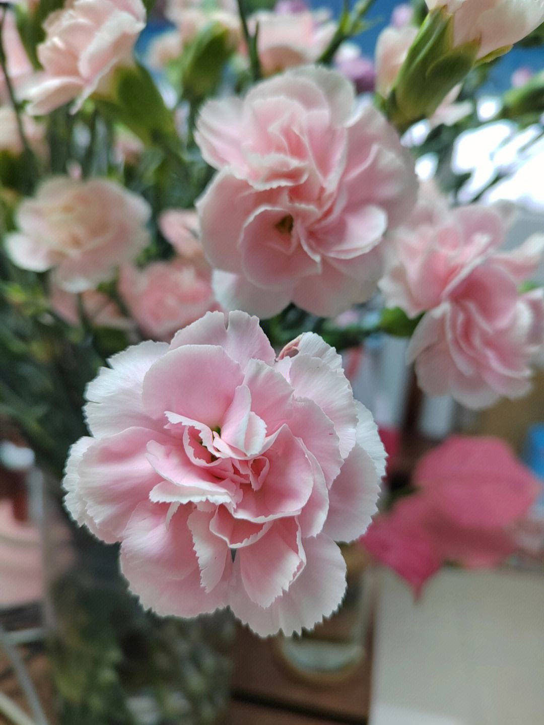 康乃馨 Dianthus caryophyllus?Linn.
