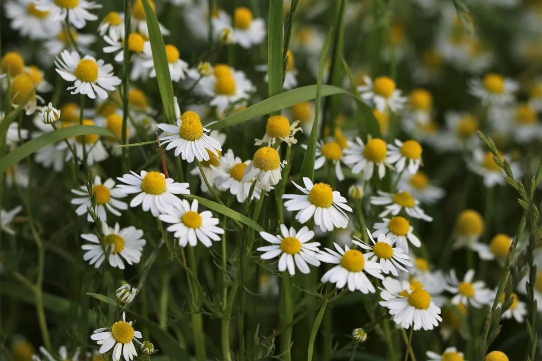 德國(guó)洋甘菊 Matricaria recutita
